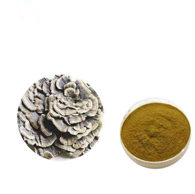 Versterk Lichaamsbouw Bruine Gele Coriolus - versicolor Uittrekselpoeder 0