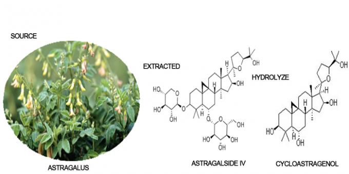 Astragalus van CAS 78574-94-4 Voedselsupplement Geactiveerd Worteluittreksel 0