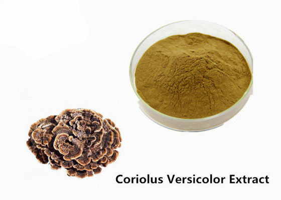 China Versterk Lichaamsbouw Bruine Gele Coriolus - versicolor Uittrekselpoeder leverancier