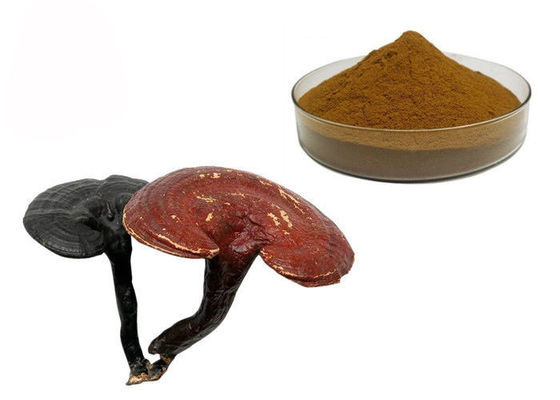 China 50% het Poeder van het de Paddestoeluittreksel van zuiverheidsganoderma Lucidum Reishi leverancier