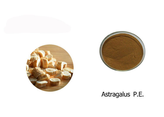 China 100% Astragalus Uittrekselpoeder leverancier