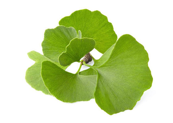 Het Bulkpoeder van Ginkgo Biloba van de OweringsBloeddruk leverancier