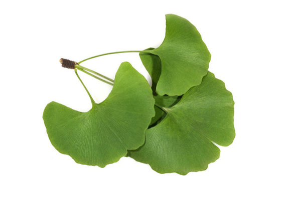 Regel Gestandaardiseerde Uittreksel van Bloed het Vette 24/6 Ginkgo Biloba leverancier