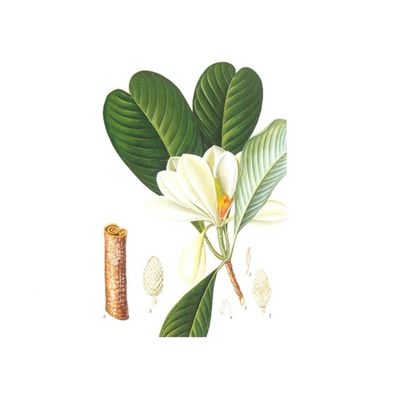 Uittreksel van de de Magnoliaschors van 98% Honokiol het Zuivere leverancier