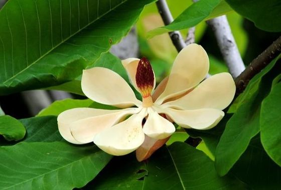 HPLC Magnolol/Honokiol-de Schorsuittreksel van Magnoliaofficinalis leverancier