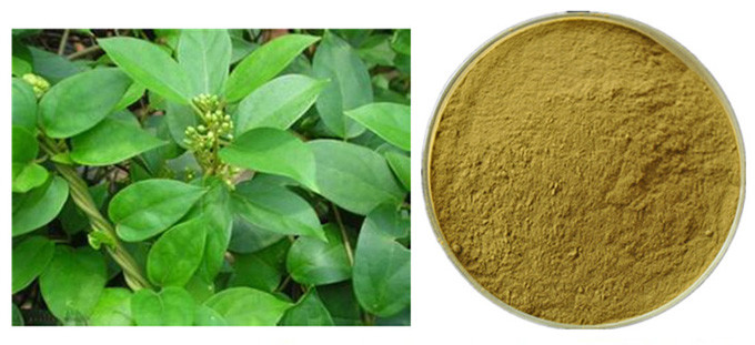Gymnema Sylvestre Leaf Anthocyanin Extract Powder voor Geneesmiddel 0